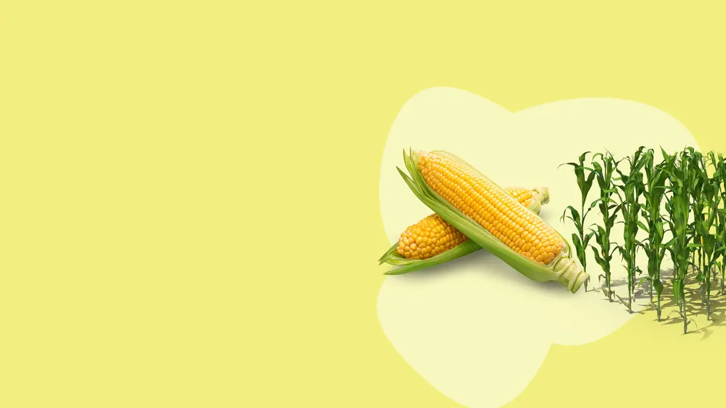 corn and plan on the right with a yellow background