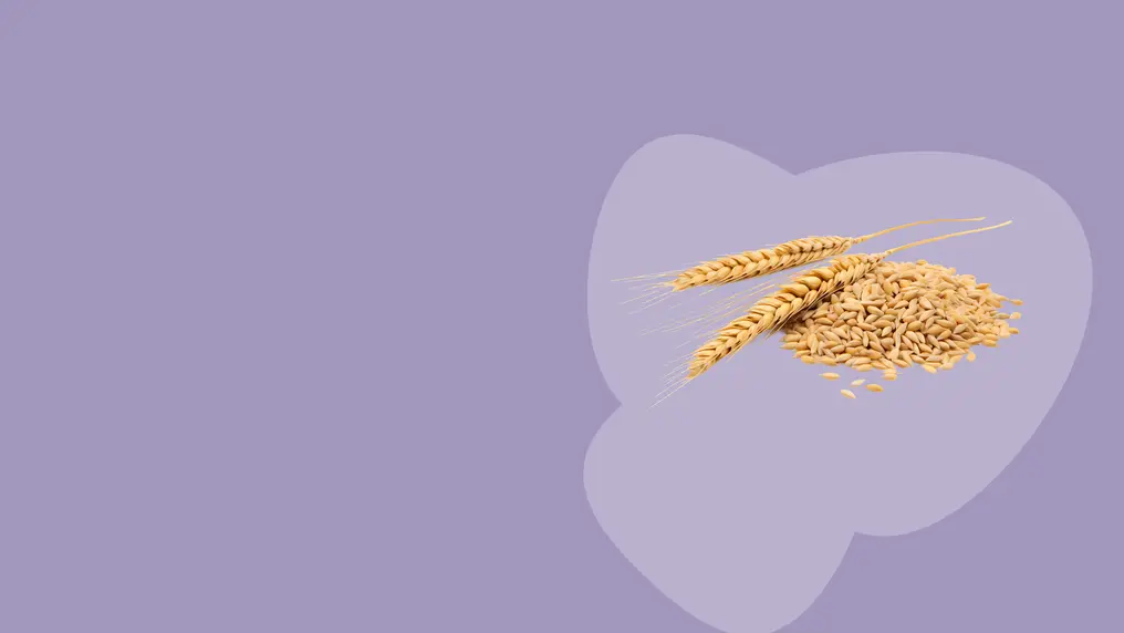 wheat and grain on the right under purple background