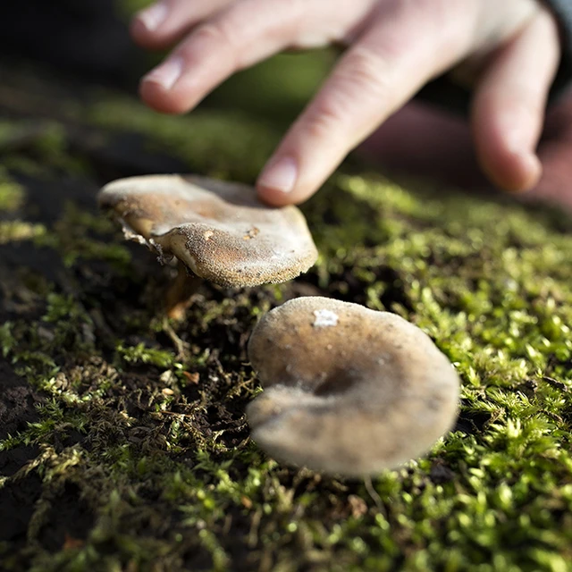 Finger touching mushroom