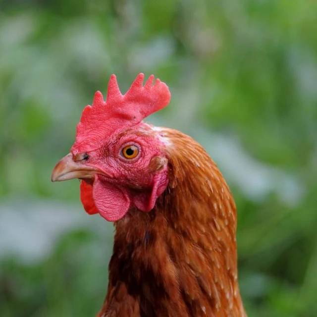 Chicken in nature