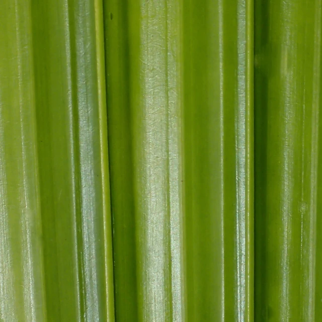 Corn closeup