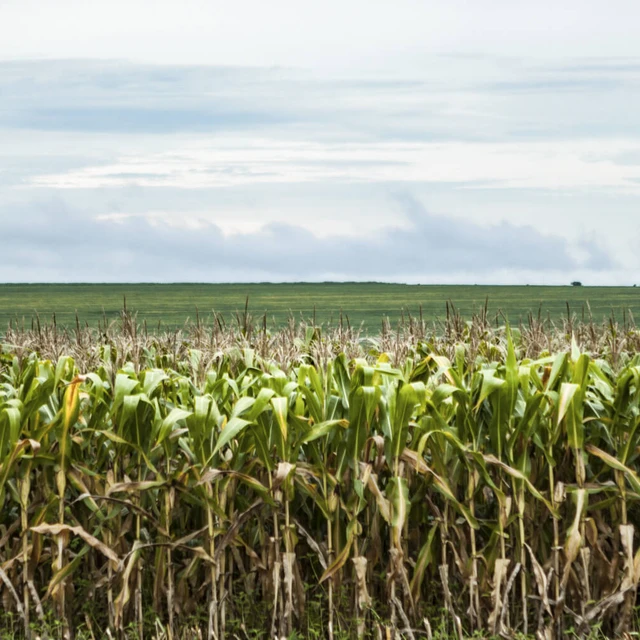 Cornfield