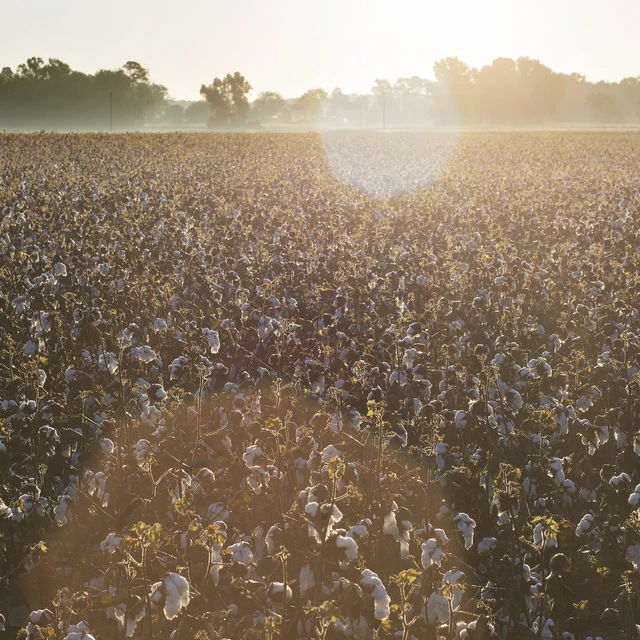 Cotton field