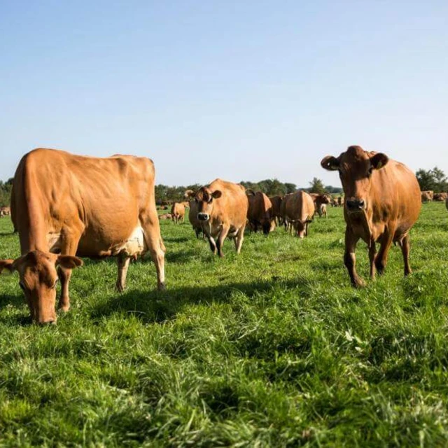 Cows eating grass from green field