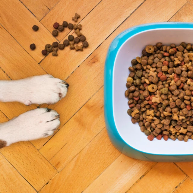 pet food inside food bowl