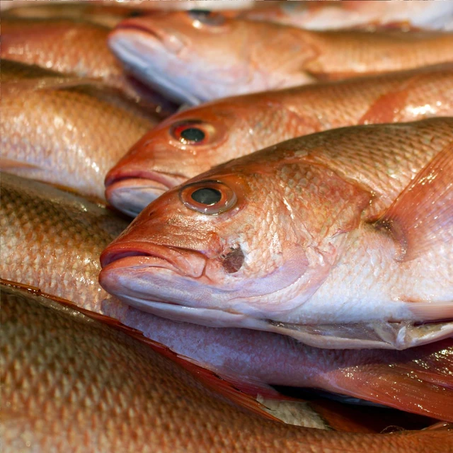 Fish on ice in a store