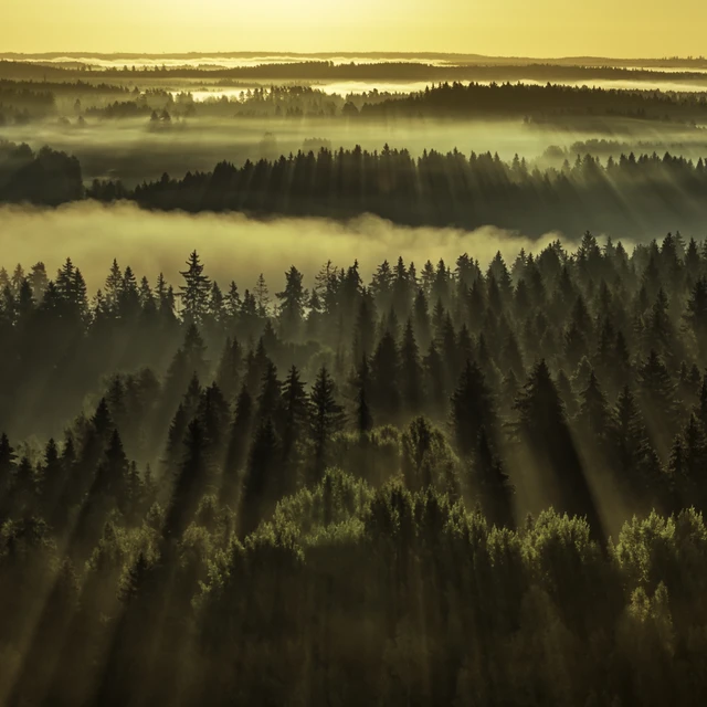 Forest sunbeams