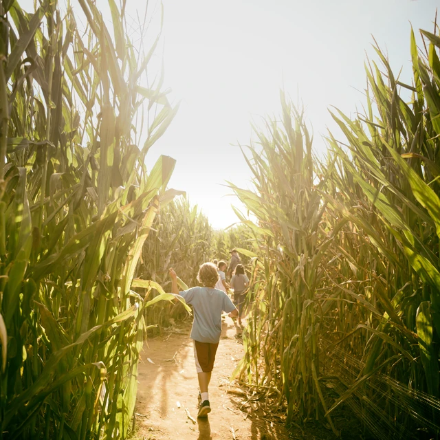 Kids in cornfield