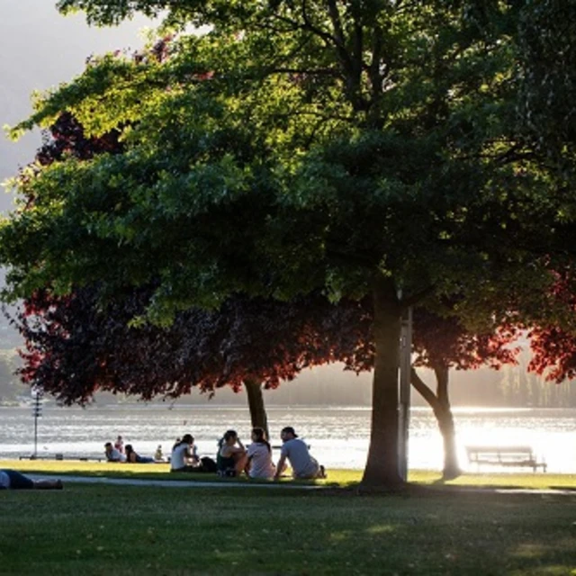 People under big tree