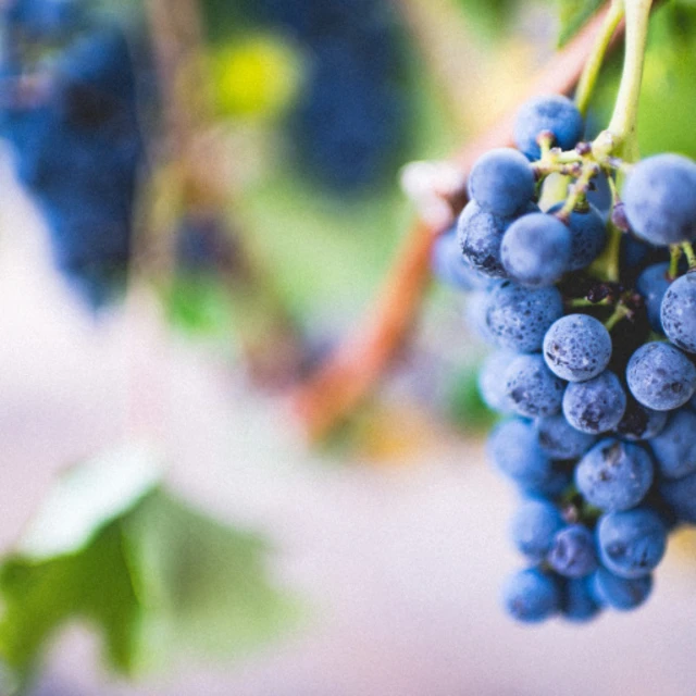 Organic grapes in a vineyard