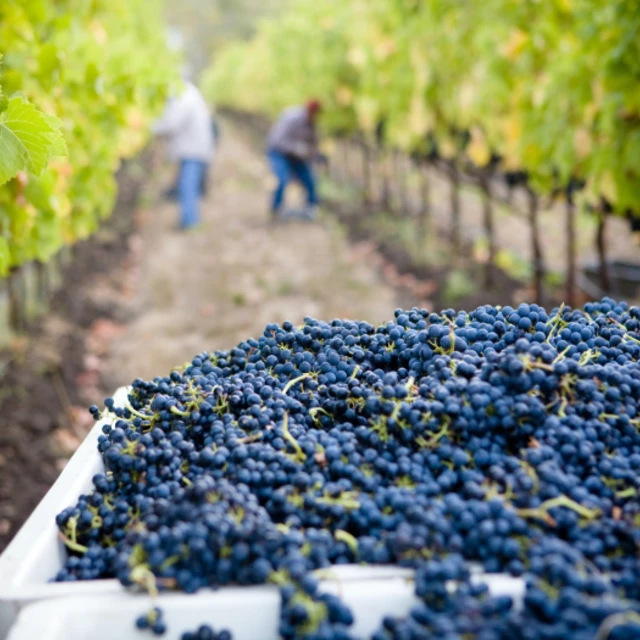 People collecting grapes from vineyard