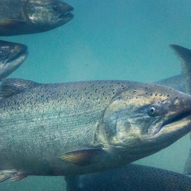 Salmon recirculating aquaculture