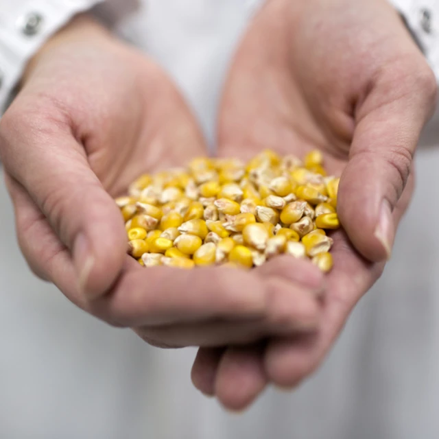 Seperated corn in hands