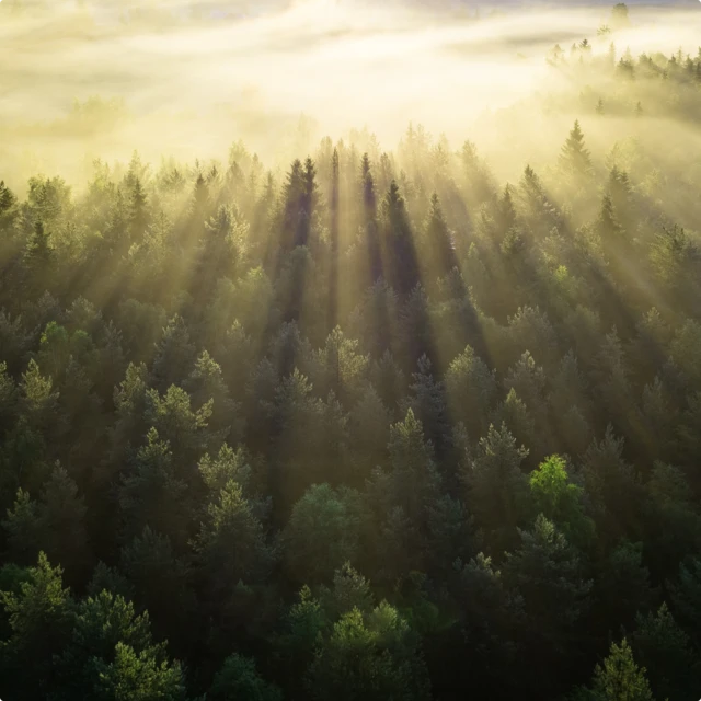 Sunrise over forest