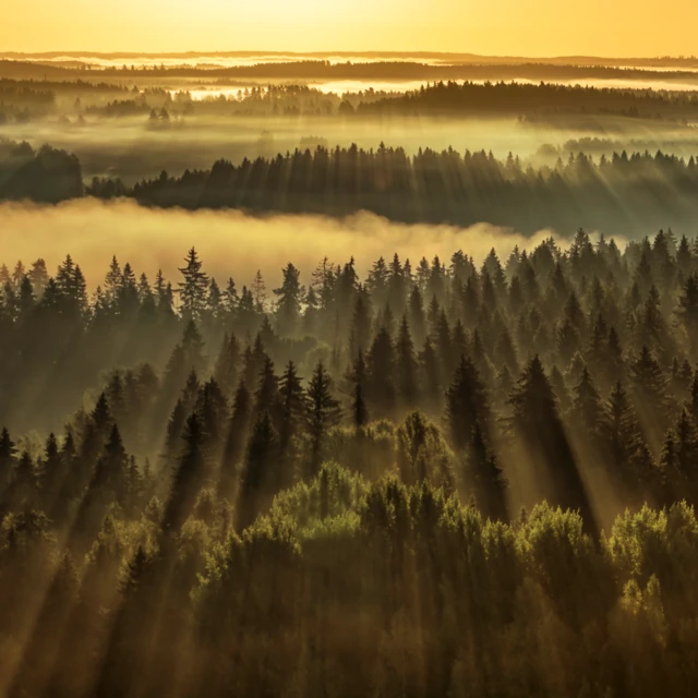 Sunrise over forest