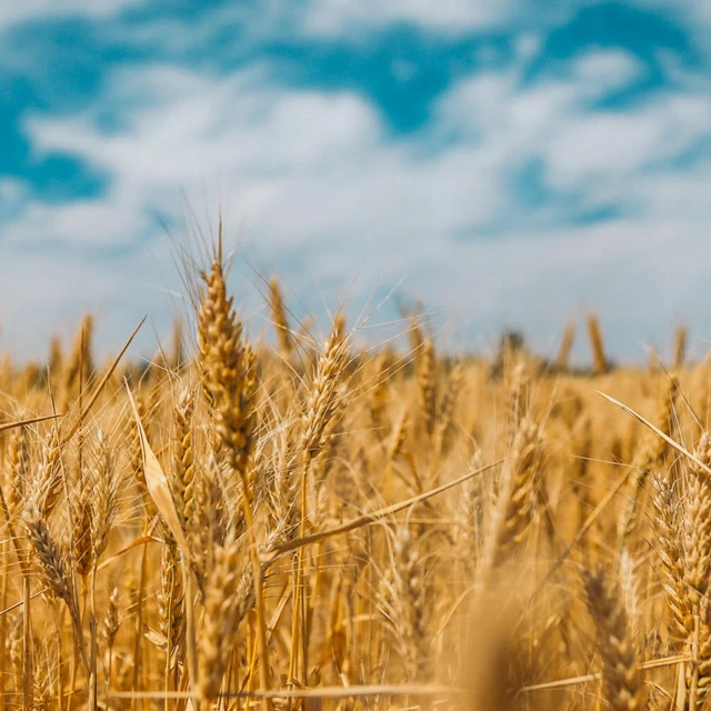 Wheat separation