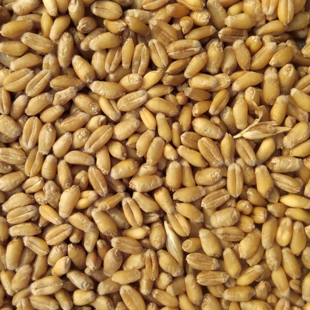 Wheat seperated