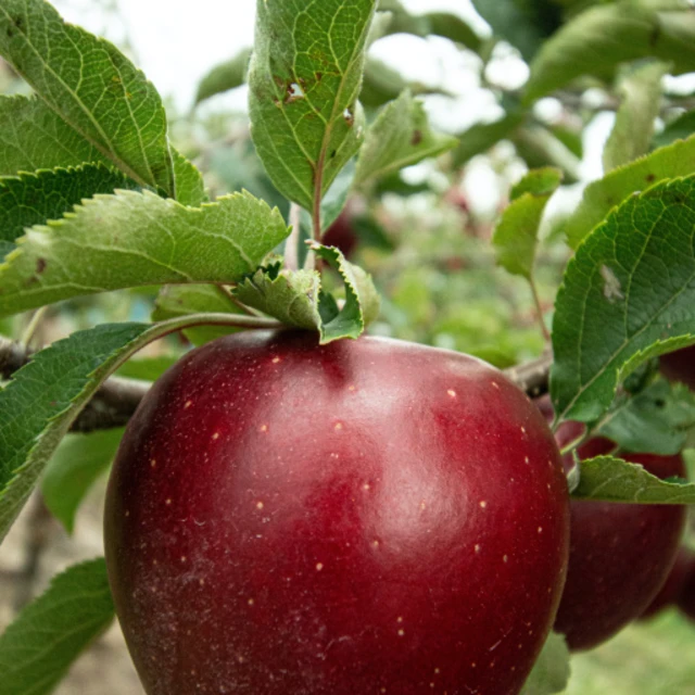 Organic red apple hanging from branch