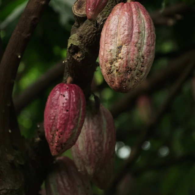 Cacao plant