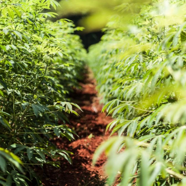 Cassava field