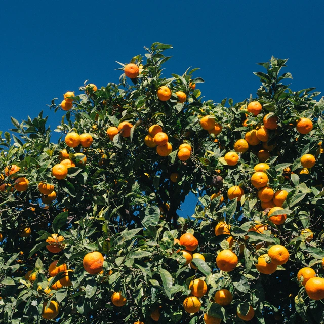 Citrus fruits on three branches