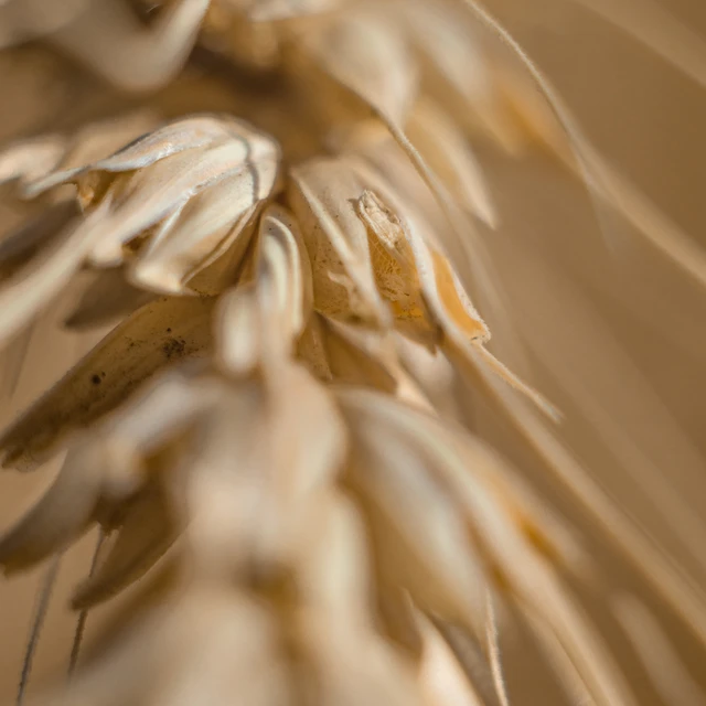 Close-up of wheat
