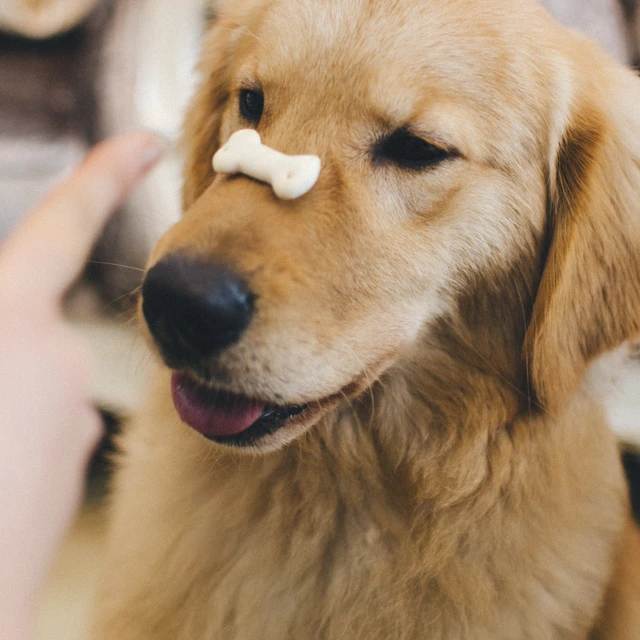 Dog holding a treat with his nose