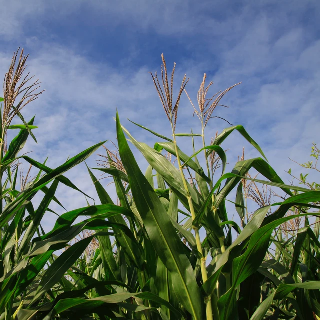 Grainfield