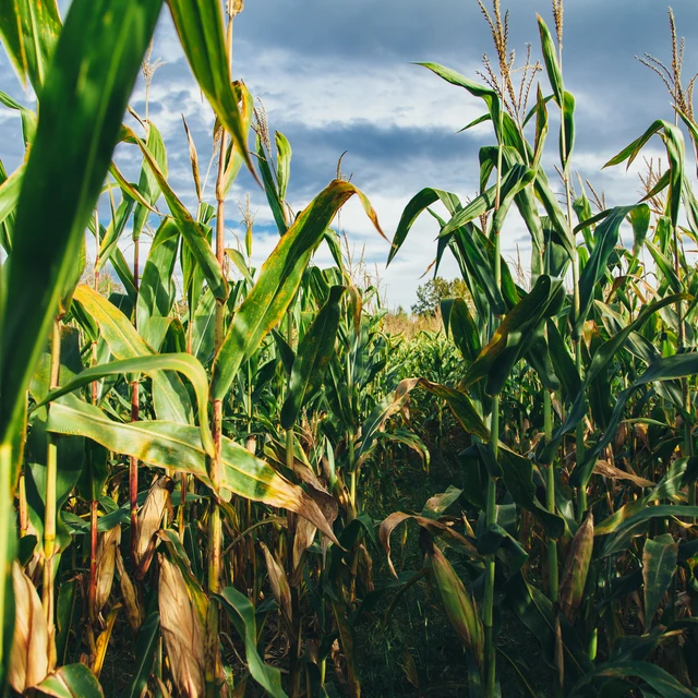 corn field