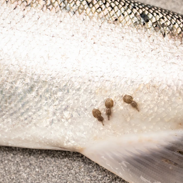 Sea lice attached to the belly of a salmon, causing physical harm and stress by feeding on its skin and blood.