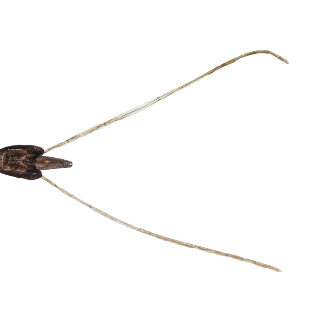 A female sea louse or Lepeophtheirus salmonis that preys on wild and cage-cultured salmon.