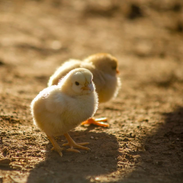 Two Chicks