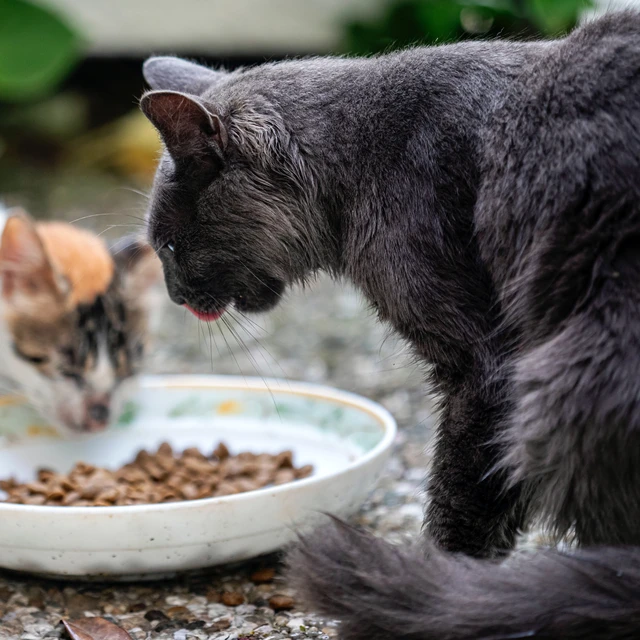 cats eating pet food