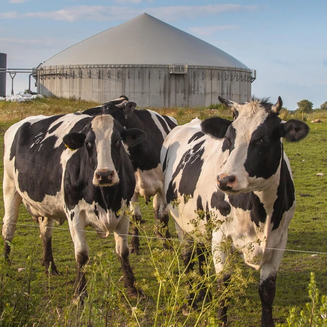 cows in a mark