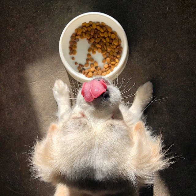 dog tongue food