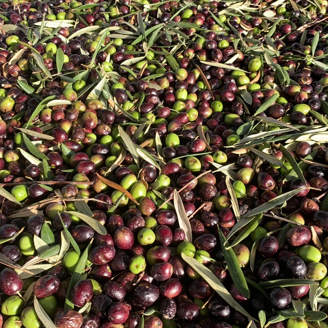Olives