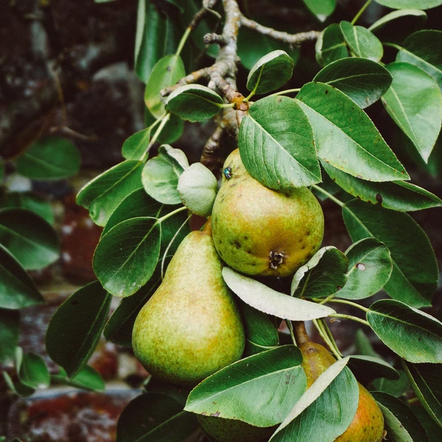 Pears hanging on a branch