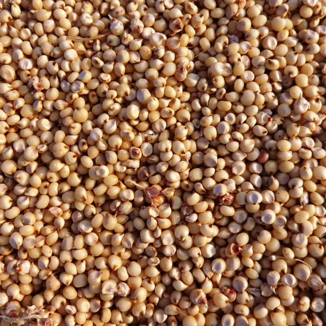 sorghum