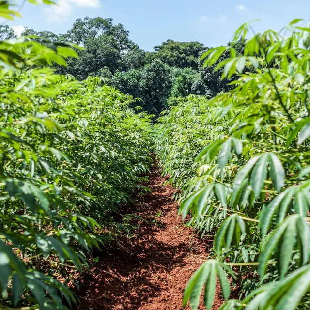 Cassava Field