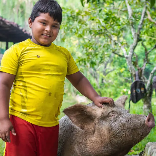 Young child with pig