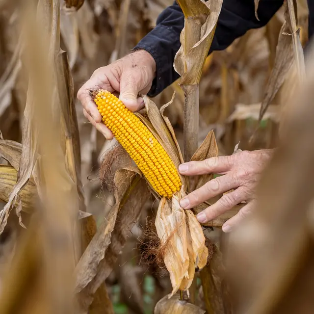 BioAg_corn_with_farmer