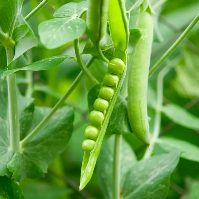 Peas on the plant