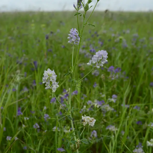 Alfalfa flower field