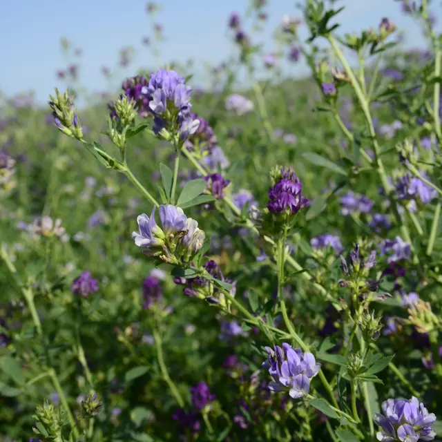 Alfalfa flower field