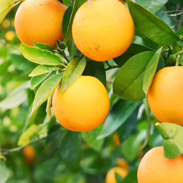 oranges on the tree