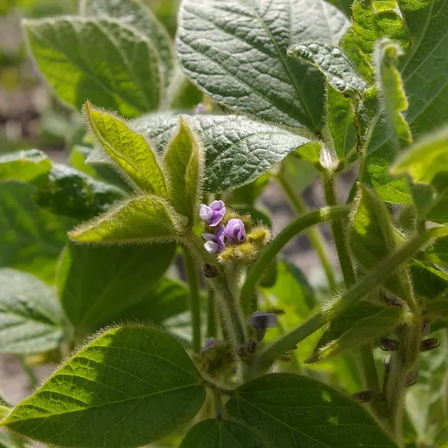 soybean plant with flowers
