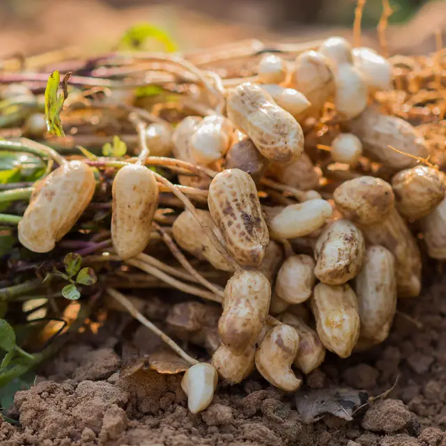 Peanuts from the fields with roots