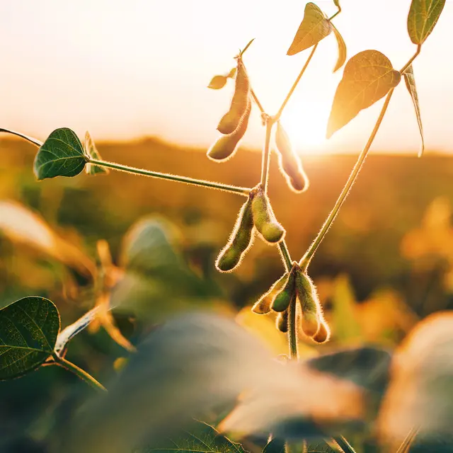 soybean plant in farming field