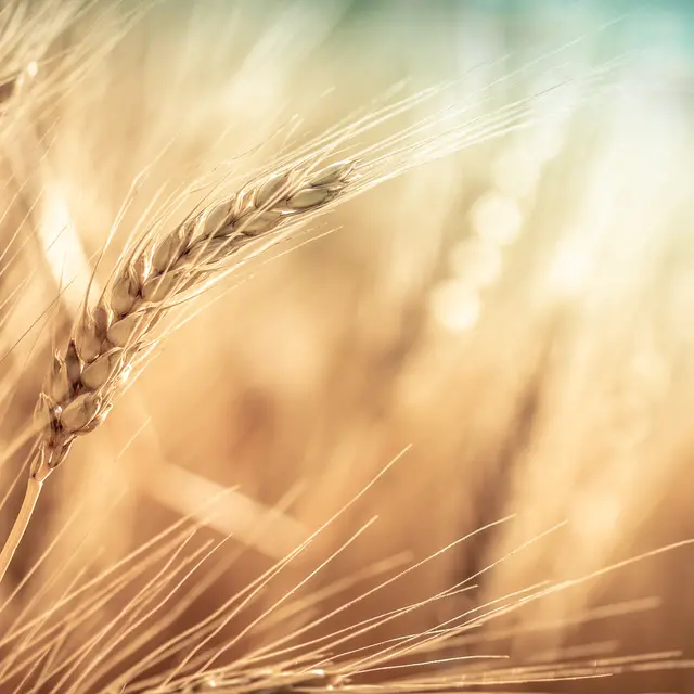wheat on a farm field
