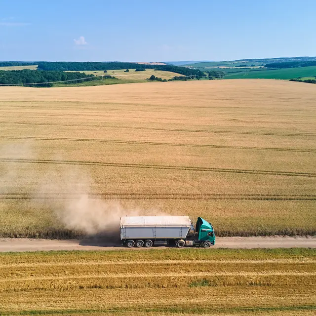 truck transporting corn driving through the corn field